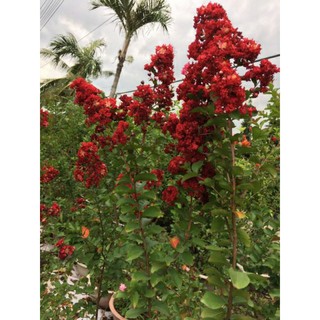 cây tường vy đỏ đậm