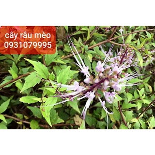 cây râu mèo phơi khô 1kg