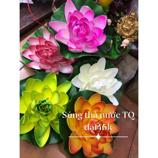 Hoa sen thả nước nhỏ, lớn nhiều màu