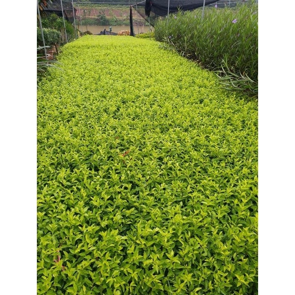 Cây chuỗi ngọc hàng công trình