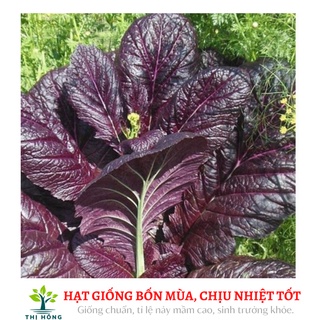 Hạt giống cải canh lá đỏ 20g (dễ trồng, có mùi thơm đặc trưng).