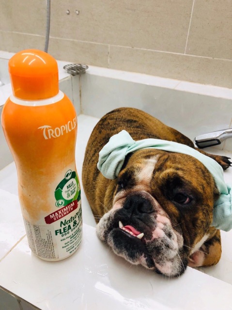 Sữa tắm thiên nhiên phòng và trị ve rận bọ chét cho Chó TropiClean Natural Kill Fleas Flea & Ticks 592ml