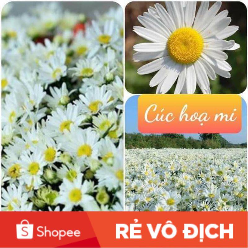 50 hat giống hoa cúc họa mi 💖💖 SIÊU XINH💖💖 chất lượng cao