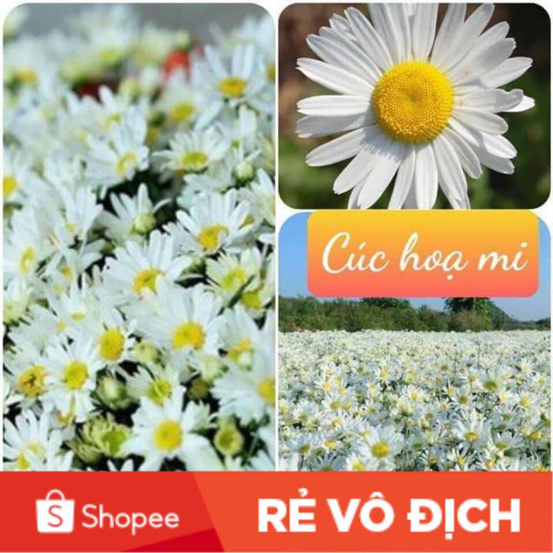 SALE SOCK 50H giống hoa cúc họa mi siêu xinh chất lượng cao 😍🌹SIÊU XINH🏜️🏵️chất lượng cao