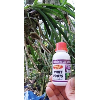 White Root Siêu Kích Rễ - Báo Hỷ 100ml