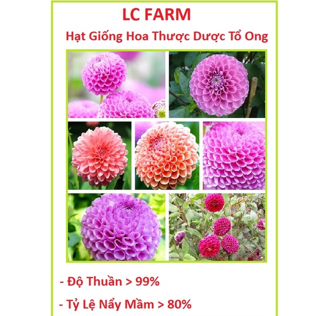 Hạt Giống Hoa Thược Dược Tổ Ong F1 Loại Siêu Dễ Trồng, Hoa Nở Đẹp Tặng kèm Hướng Dẫn Trồng + Lân NPK