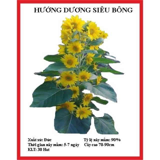 Gói 20 Hạt Giống Hoa Hướng Dương Cao - Siêu Bông (Helianthus)