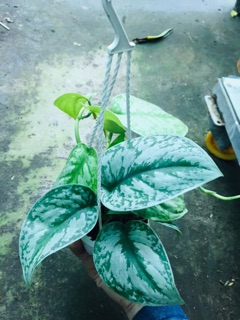 TRẦU BÀ PHÁP CHẬU TREO MINI