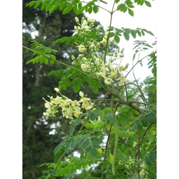 250 gram hạt chùm ngây