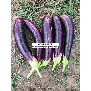 Hạt Giống Cà Tím Rạng Đông 2.5Gram