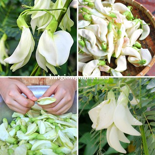 50H - HẠT GIỐNG SO ĐŨA