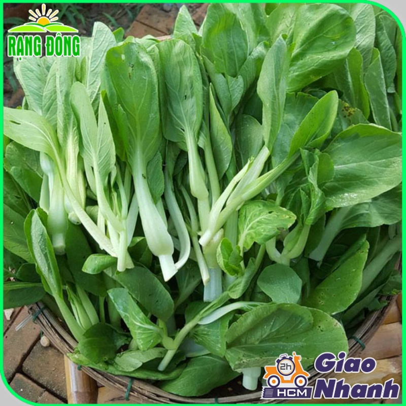 Hạt giống Cải Thìa Cọng Xanh (Cải Chip) Chịu Nhiệt, Dễ Trồng (gói 20 gram) - Hạt giống Rạng Đông