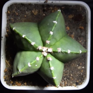 Astro xanh - Astrophytum myriostigma  ( 4.0cm -7.0cm )_( Vườn xương rồng EXOTICACTUS )