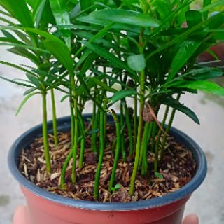 Vạn nien tùng