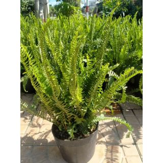 Cây dương xỉ... thái