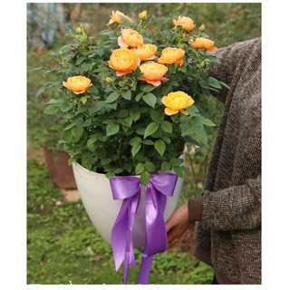 Chậu Hoa Hồng Tezza Vàng (Hoa Tết)