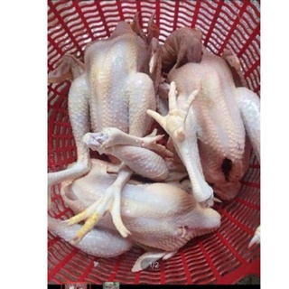 GÀ TA TƯƠI NGUYÊN CON NGỌC HÀ 1,3-1,5kg