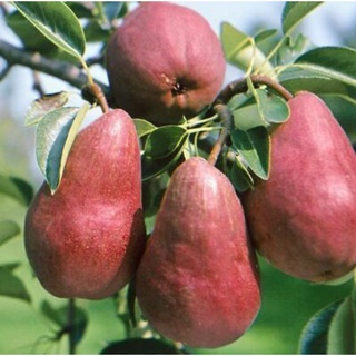 Giống lê đỏ nam mỹ