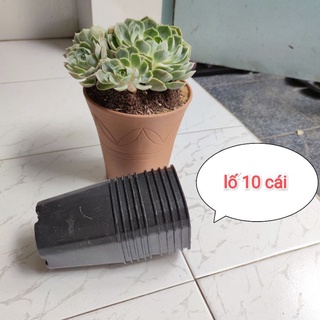 10 chậu vuông 9x9 nhựa cứng