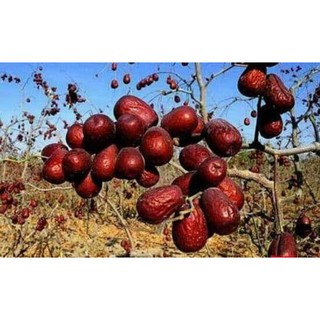 Táo đỏ tân cương thứ thiệt 1kg