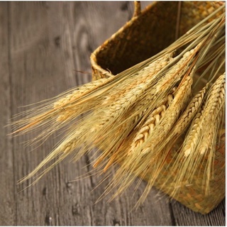 Bộ 50 Bông Lúa Mạch Khô Decor Trang Trí