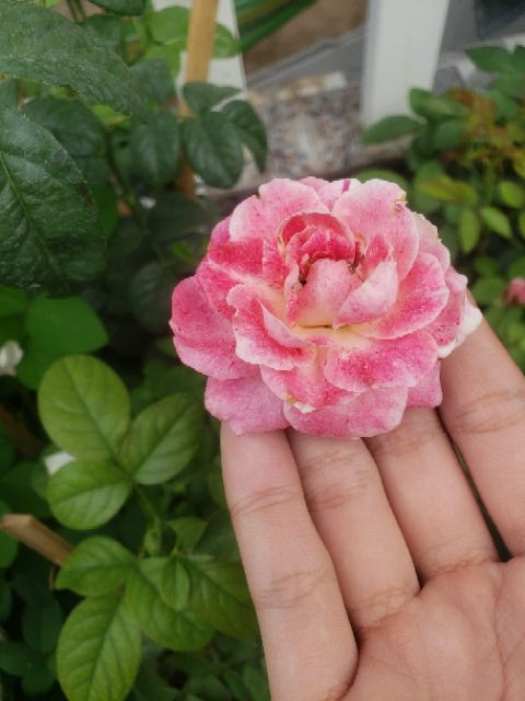 Hồng bụi ngoại Lady Candle