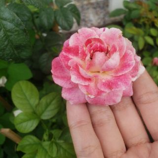 Hồng bụi ngoại Lady Candle (tặng kèm phân bón)