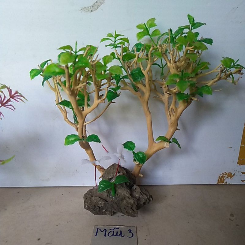 bonsai bể cá cảnh
