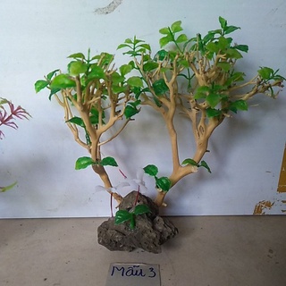 Bonsai bể cá cảnh