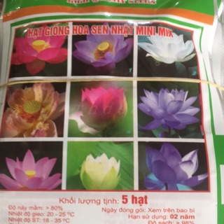 HẠT GIỐNG SEN MINI NHẬT