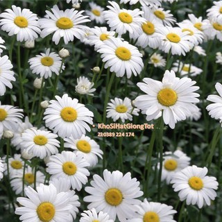 Gói 50 Hạt Giống Hoa Cúc Chi Trắng - 60cm Shasta (Chrysanthemum) luckyseed hạt siêu rẻ