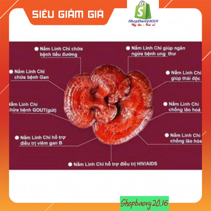 [Mã 267FMCGSALE giảm 8% đơn 500K] [FREE SHIP] 500g Nấm Lim xanh rừng Tây Bắc chuẩn rừng tự nhiên hỗ trợ bênh gout | BigBuy360 - bigbuy360.vn