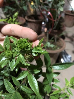 Hoa Hồng Xanh