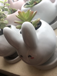 chậu sứ hình thú cưng + sen đá