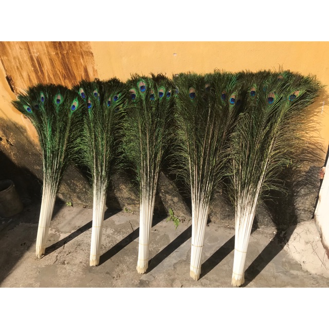 LÔNG CÔNG PHONG THỦY gia re