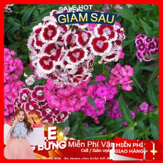 Hạt giống hoa cẩm chướng chùm - 50 hạt / gói