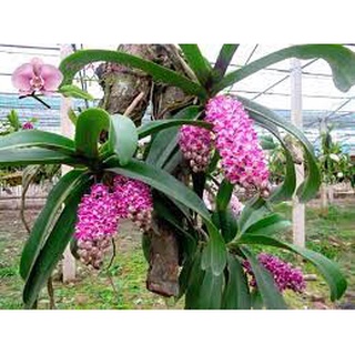 PHÂN TRẮNG TAN CHẬM NHẬT Magamp PlusK 6-40-6-15 ( N-P-K-MG)