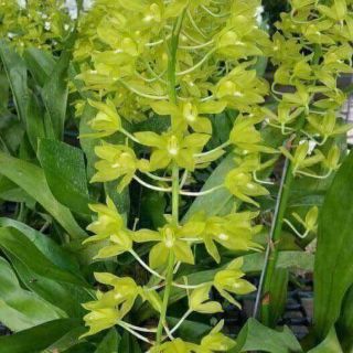 VŨ NỮ HOÀNG HẬU CÂY GIỐNG