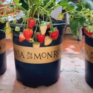 Chậu trồng hoa cây cây cảnh Monrovia 1.5Gal màu đen trồng cây văn phòng để bàn