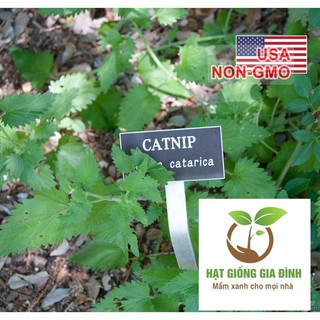 50h Hạt Giống Cỏ Mèo/ Bạc Hà Mèo Catnip (Nepeta cataria)  FAMILY