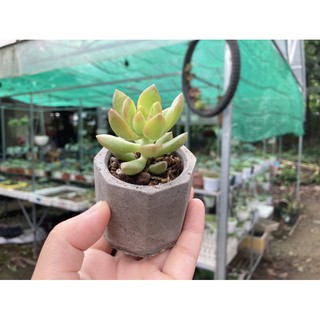 Sen đá mini kèm chậu