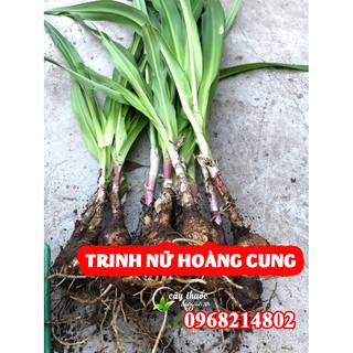 Củ Giống Trinh Nữ Hoàng Cung chuẩn 100%