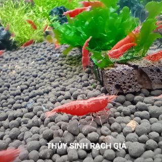 Thức ăn dành cho tép đỏ