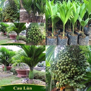 Cây cau lùn - cau ăn trầu siêu trái- trái dài xuất khẩu