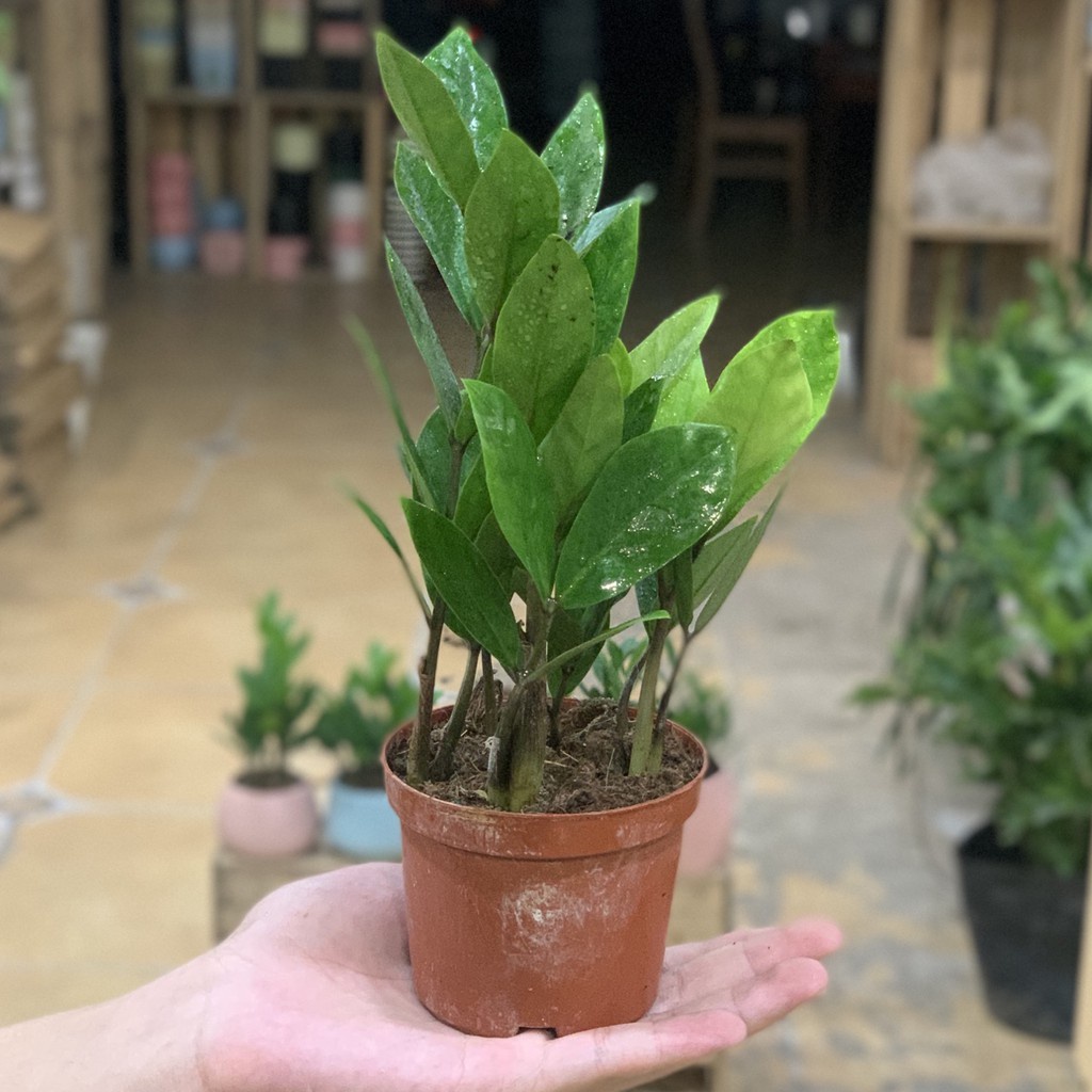 Cây kim tiền mini để bàn