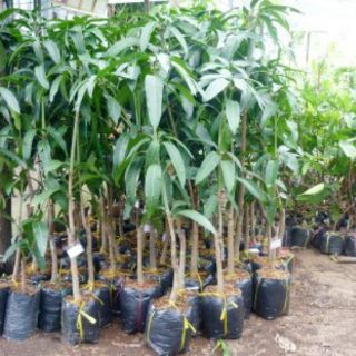 Chậu cây xoài tứ quý