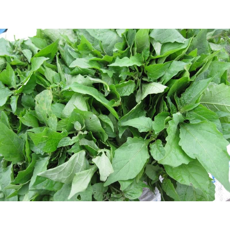 Hạt giống rau tầm bóp.Gói 2gnảy mầm 100%