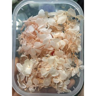 Hoa khô đủ màu chụp ảnh