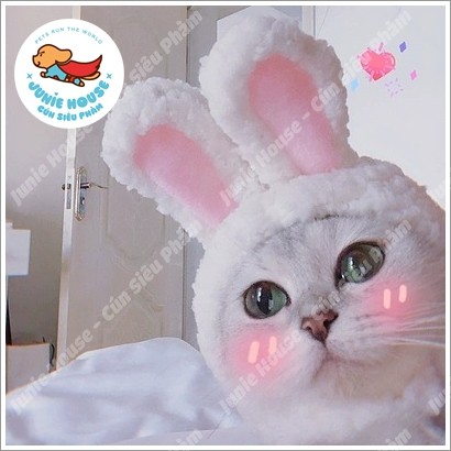 Nón con thỏ trắng dễ thương cho chó mèo