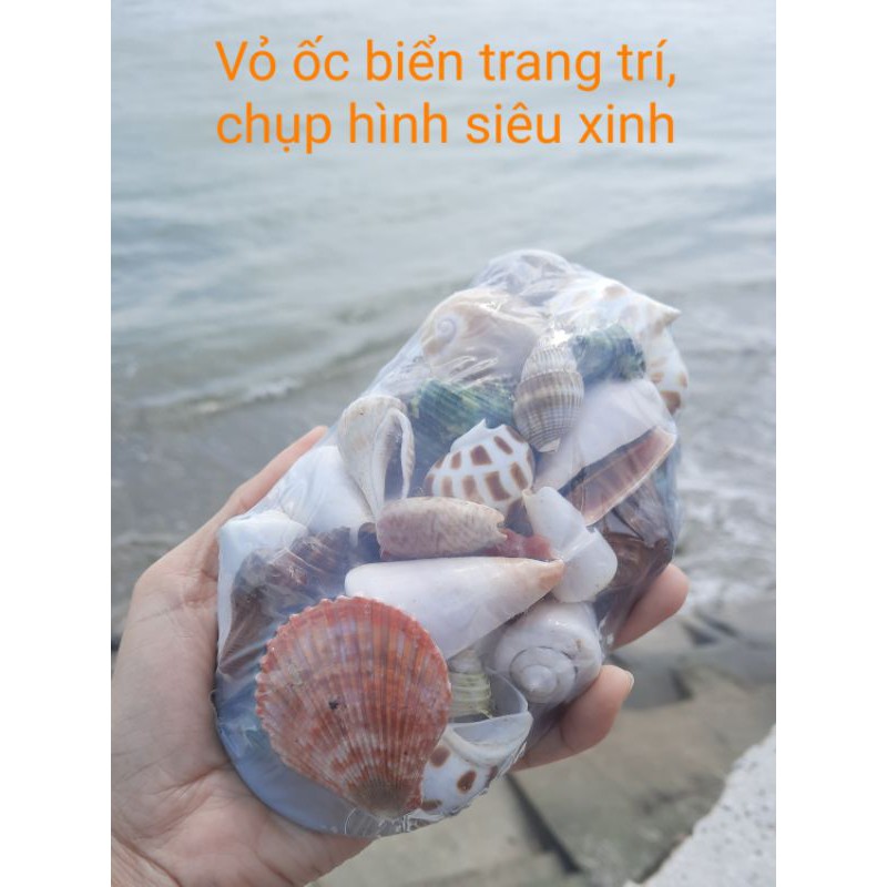 Giỏ/set vỏ ốc biển trang trí nhiều mẫu ốc đẹp khác nhau